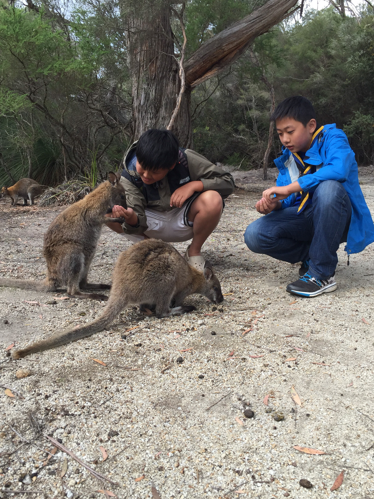 Scouts 11-15 Years | Scouts Victoria | Australia